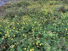 Ranunculus californicus cuneatus