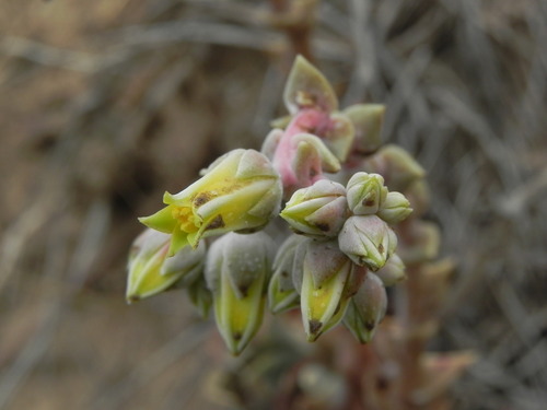 Dudleya cespitosa