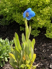Meconopsis betonicifolia