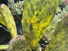 Cactoblastis cactorum