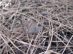 Hipparchia tamadabae