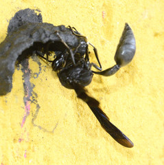 Brachymenes wagnerianus