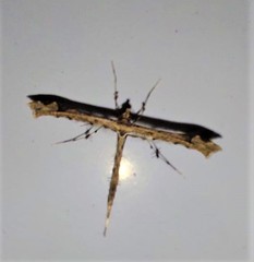 Stenoptilodes sematodactyla