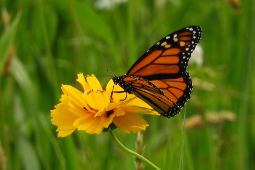 Monarch photographed in Delaware