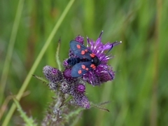 Zygaena lonicerae