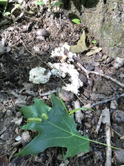 Sebacina sparassoidea