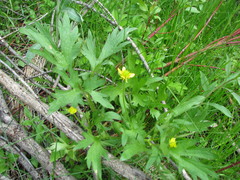 Ranunculus macounii