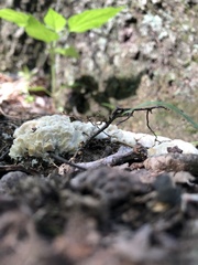 Sebacina sparassoidea