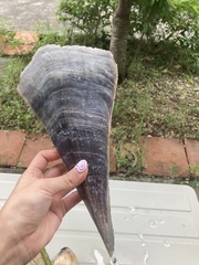 Pinna bicolor