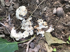 Sebacina sparassoidea