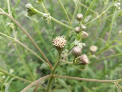 Baccharis plummerae plummerae