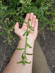 Baccharis plummerae plummerae