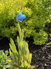 Meconopsis betonicifolia