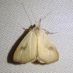 Rivula propinqualis