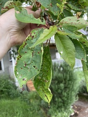 Wilsonomyces carpophilus