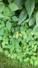 Impatiens parviflora