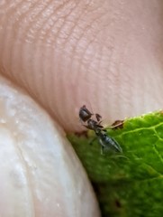 Technomyrmex kraepelini