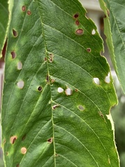 Wilsonomyces carpophilus