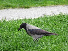 Corvus cornix