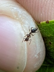 Technomyrmex kraepelini