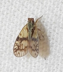 Bothriocera maculata