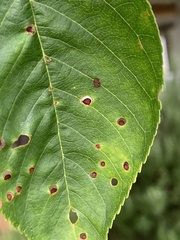 Wilsonomyces carpophilus