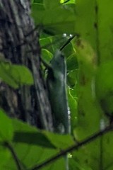 Lamprolepis smaragdina