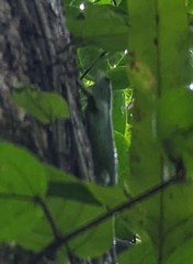 Lamprolepis smaragdina