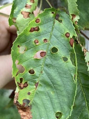 Wilsonomyces carpophilus