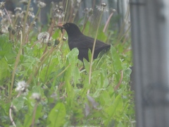 Turdus merula