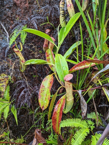 Nepenthes mirabilis