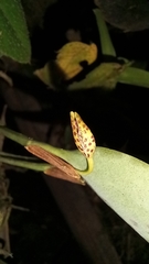 Pleurothallis trimeroglossa