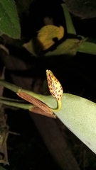 Pleurothallis trimeroglossa