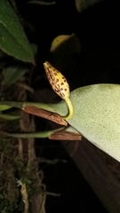 Pleurothallis trimeroglossa