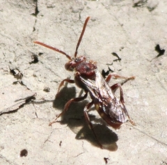 Nomada cuneata