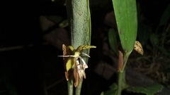 Pleurothallis trimeroglossa