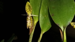 Pleurothallis trimeroglossa