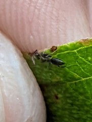 Technomyrmex kraepelini