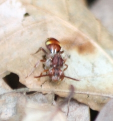 Nomada cuneata