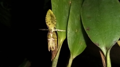 Pleurothallis trimeroglossa
