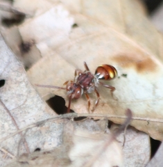 Nomada cuneata