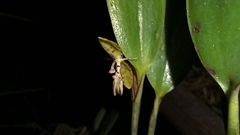 Pleurothallis trimeroglossa