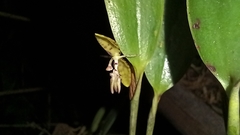 Pleurothallis trimeroglossa