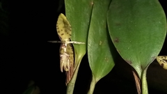 Pleurothallis trimeroglossa
