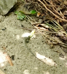 Cnemidophorus gaigei