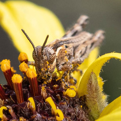 Melanoplus cinereus