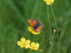 Lycaena hippothoe