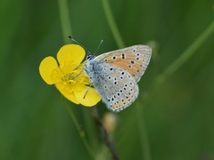 Lycaena hippothoe