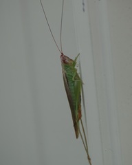 Orchelimum concinnum