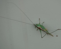 Conocephalus spartinae